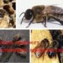 Трутень поможет восстановить мужскую силу
