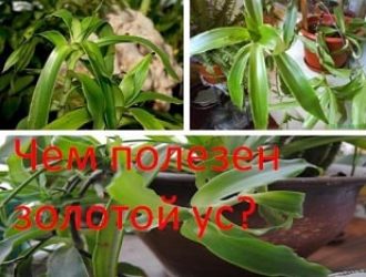 Чем полезен золотой ус?