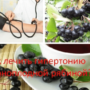 Как лечить гипертонию черноплодной рябиной?