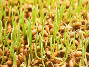 Чем полезна пророщенная пшеница для здоровья?