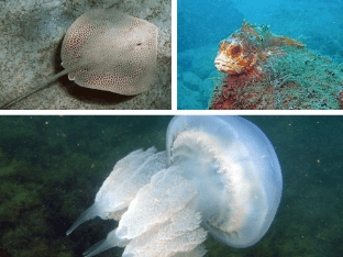 Какие опасные рыбы и медузы обитают в Черном море?
