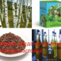 Народное средство лечения — берёзовая настойка