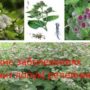 Какие заболевания лечит лопух( репейник)?