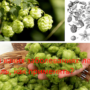 При каких заболеваниях лечит хмель, как применять?