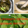 Как очищать организм лавровым листом?