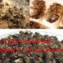 Что такое пчелиный подмор и, как он лечит?