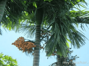 Чем полезна арековая пальма, как ее применять