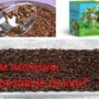 Чем полезны березовые почки?