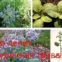 Что лечит огуречная трава?
