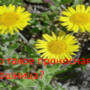 Что такое проносная блошница?