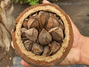 В чем польза бразильского ореха? Удивительные преимущества бразильского ореха