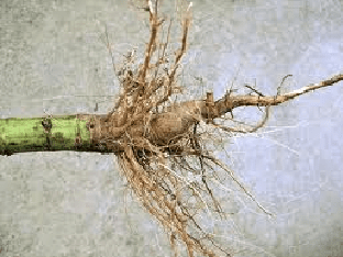 Что лечит корень подсолнуха