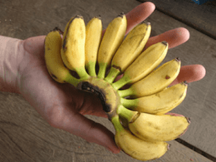 Какие полезнее бананы — обычные, или же мини