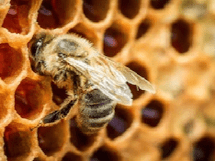 Пчелиный прополис: в чем его польза