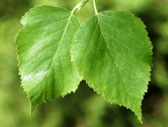 листья березы при лечении почечной гипертонии