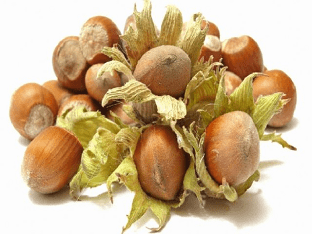 Орехи фундук и лещина (лесной орех): польза и вред