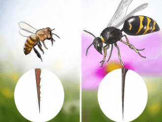 Что делать, если укусила оса: Помощь при укусе осы, пчелы