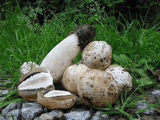 Как приготовить настойку из гриба весёлка, ее применение в лечебных целях?