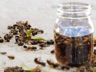 Как приготовить настойку пчелиного подмора