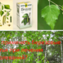 Как применять березовые листья при лечения заболеваний?