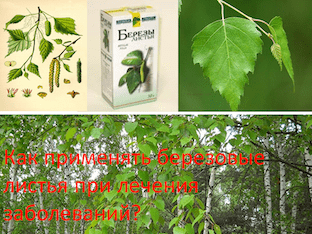 Как применять березовые листья при лечения заболеваний