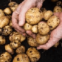 Какие есть лечебные свойства картошки?