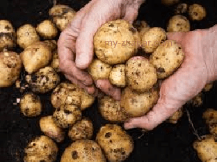 Какие есть лечебные свойства картошки