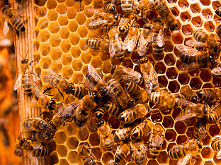 В чем целебная сила пчелиных продуктов