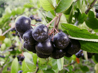 В чем польза аронии черноплодной (Aronia melanocarpa)