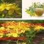 Зверобой полезные свойства и применение
