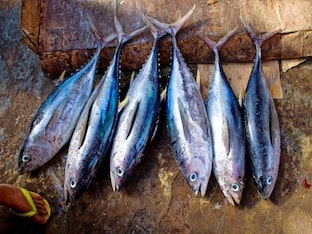 Чем полезна рыба тунец для организма