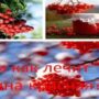 Что и как лечит рябина красная?