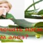 Как лечить насморк соком алоэ?