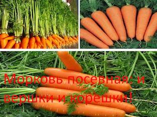 Морковь посевная: и вершки и корешки