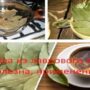 Настойка из лаврового листа, чем полезна, применение?