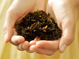Ферментированный иван-чай: польза для человека