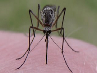 Чем отпугнуть комаров в доме, на природе: народные средства