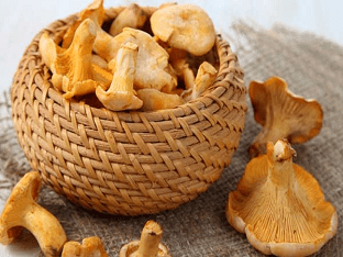 Чем полезны грибы лисички и как применять