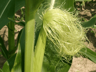 От чего и как применяют кукурузные рыльца
