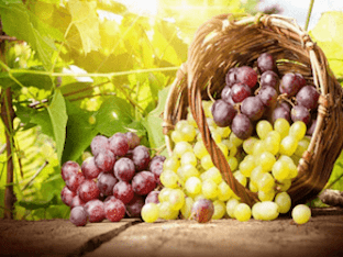 Виноград: какую пользу и вред несет он для здоровья