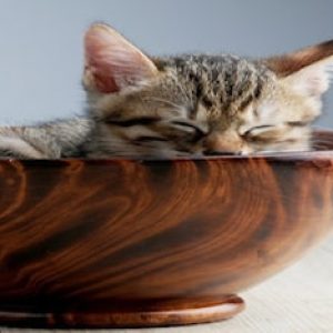 Колыбель для кошки